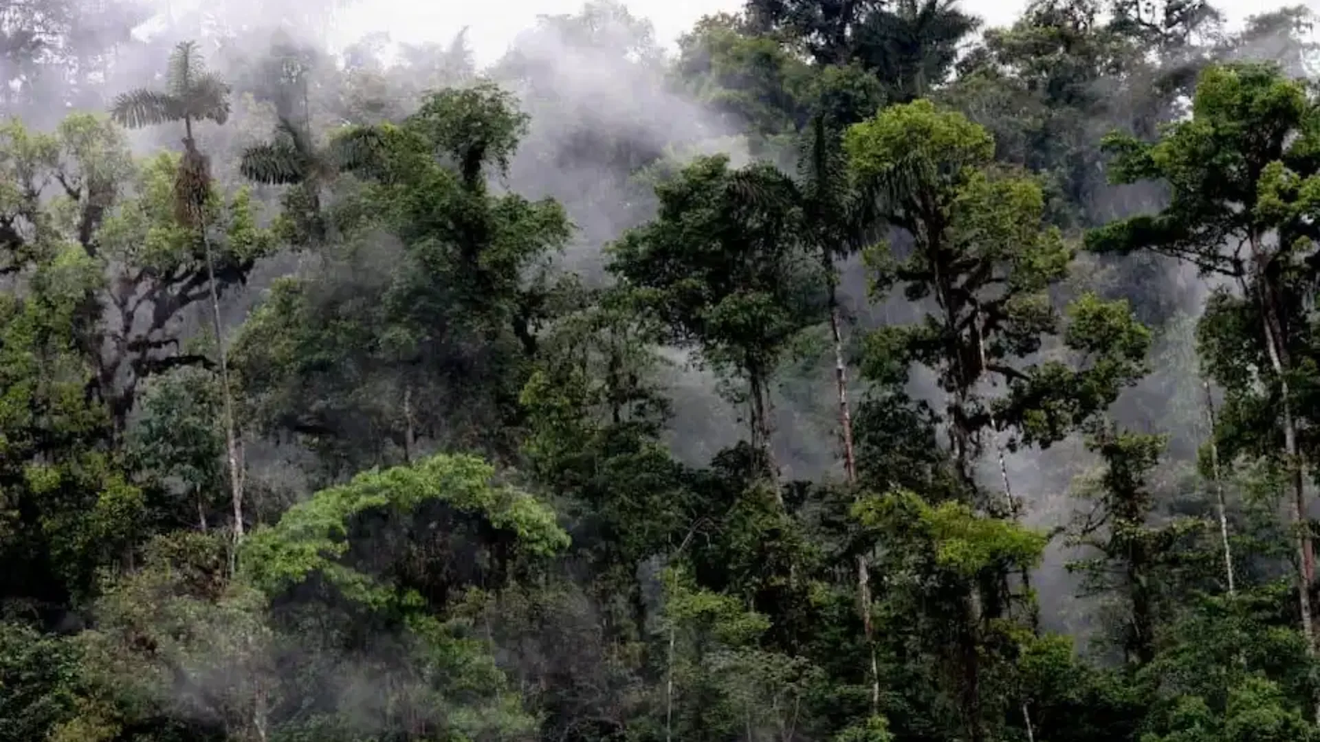 Andean Cloud Forest