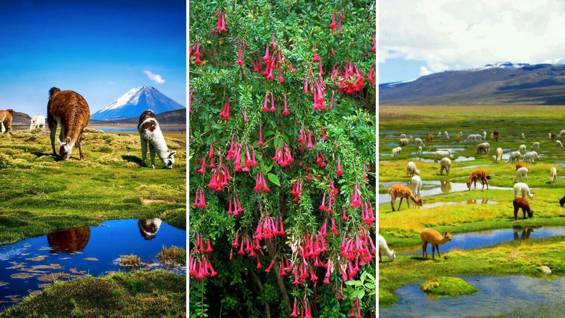FLORA AND FAUNA AREQUIPA