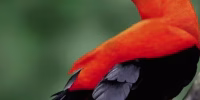Gallito de las Rocas