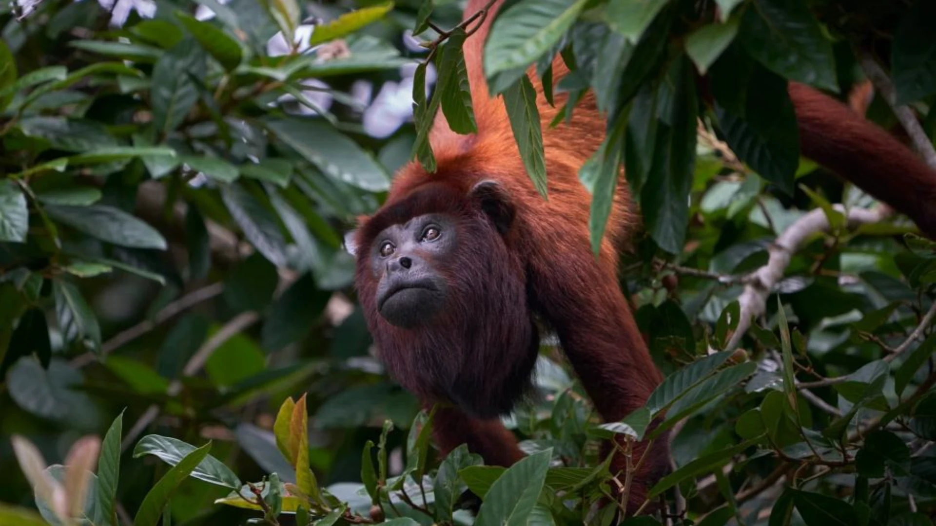 Manu National Park