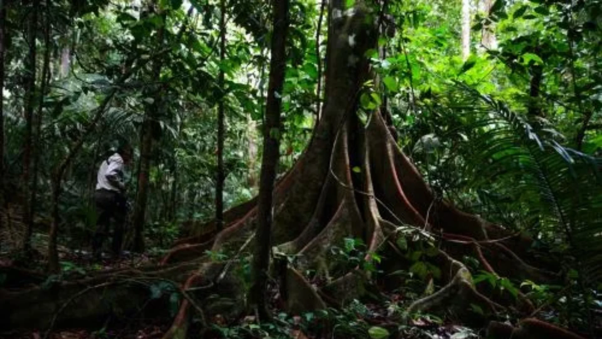 SELVA AMAZÓNICA