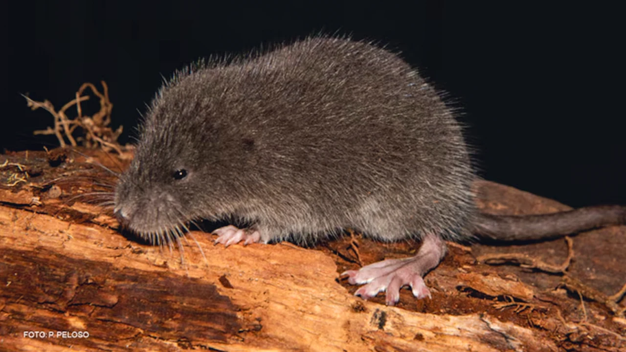 Semi-aquatic Andean rodent in Peru