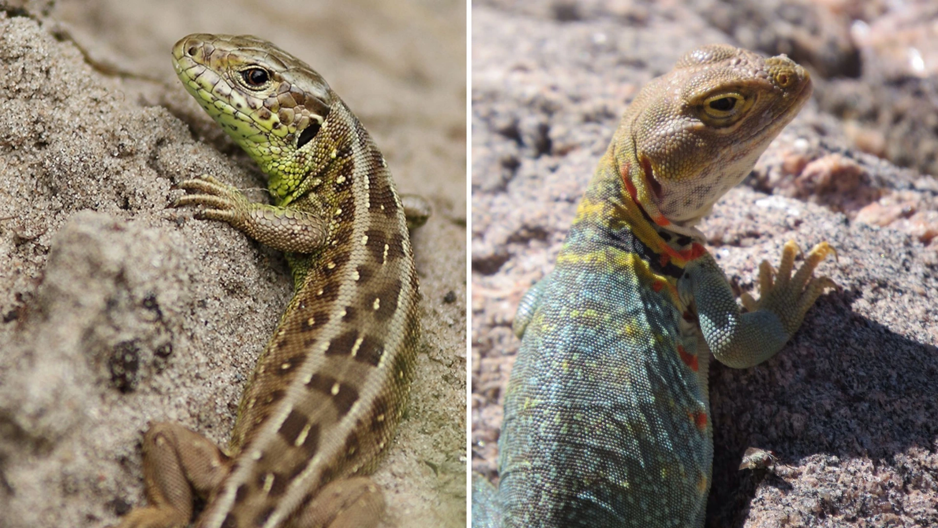 Small reptiles