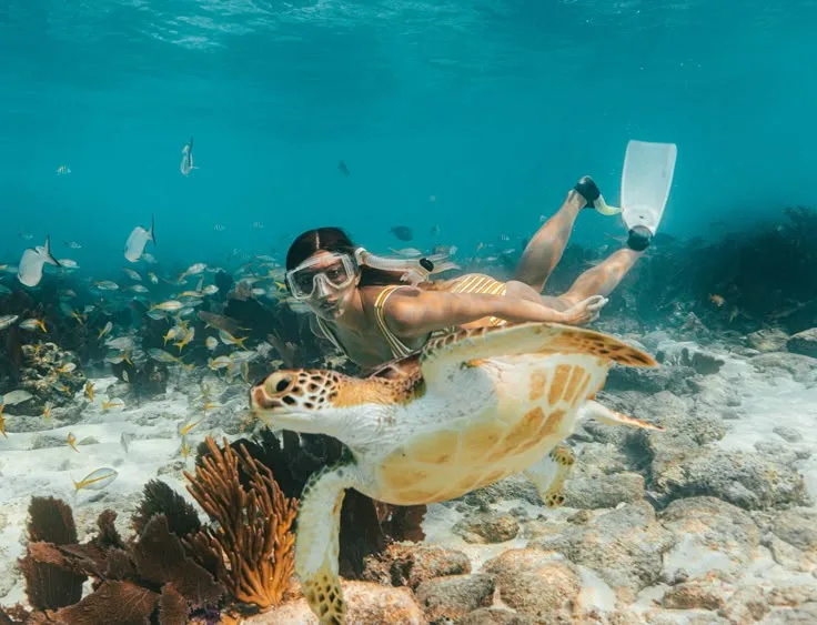 Swim with turtles in the summer