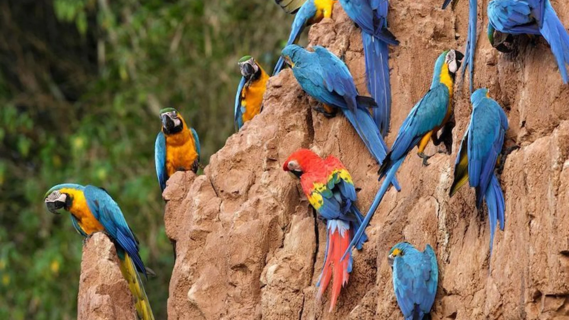 Tambopata