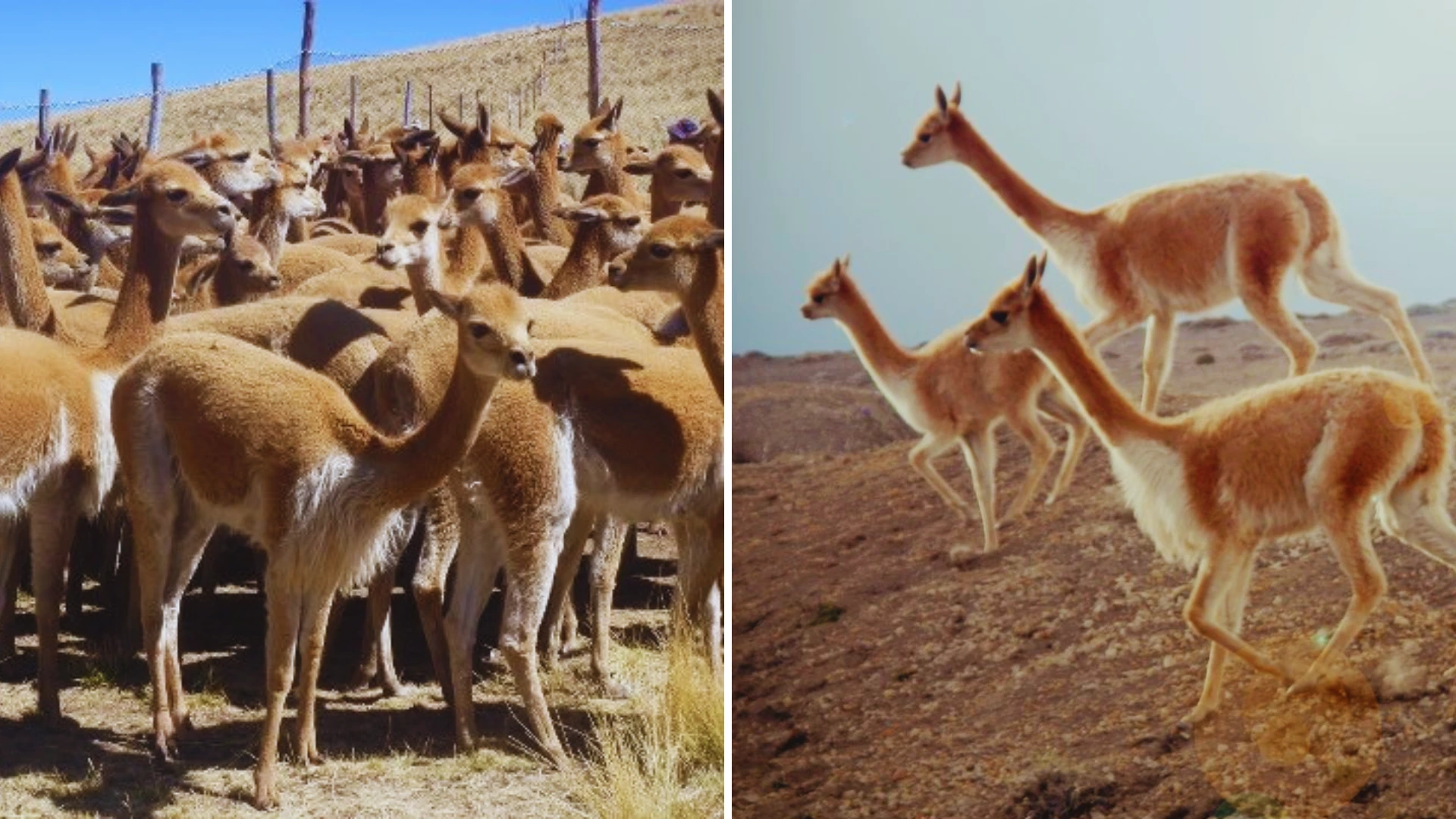 VICUÑA