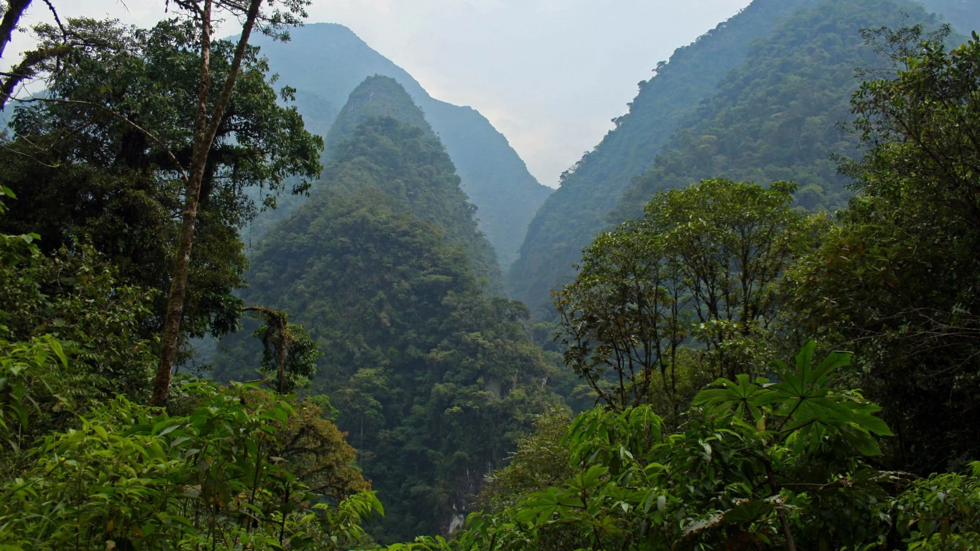 Yanachaga Chemillén National Park