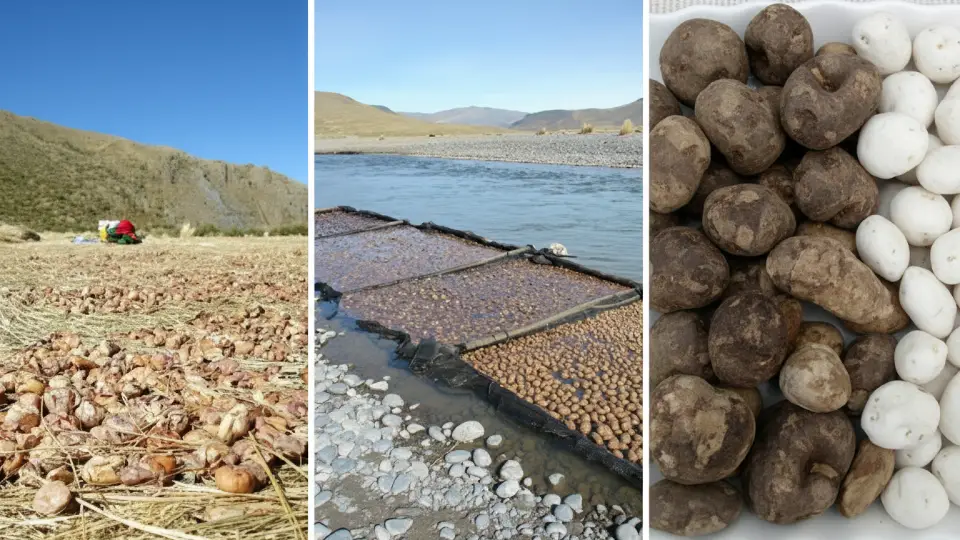 Potato dehydration in the Andes for Inca agriculture