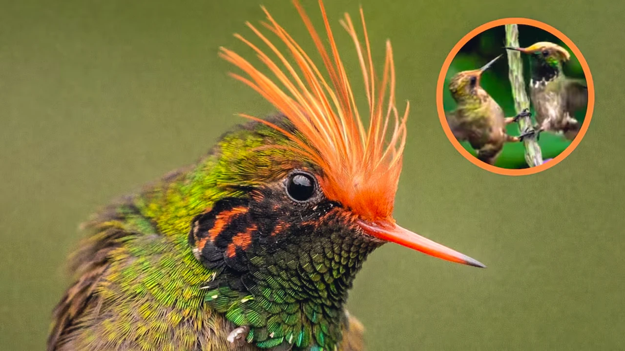 Two-inch rufous-crested coquette bird named symbol of Moyobamba in Peru