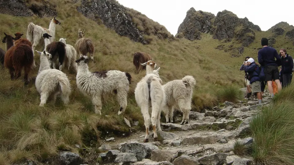Llamas on the Inca Trail