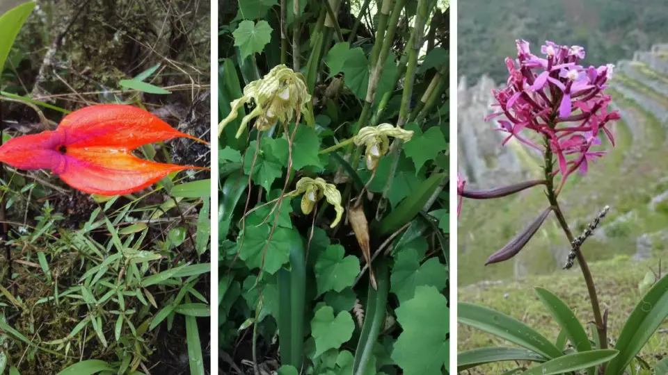 Orchids you will see during your Inca Trail hike