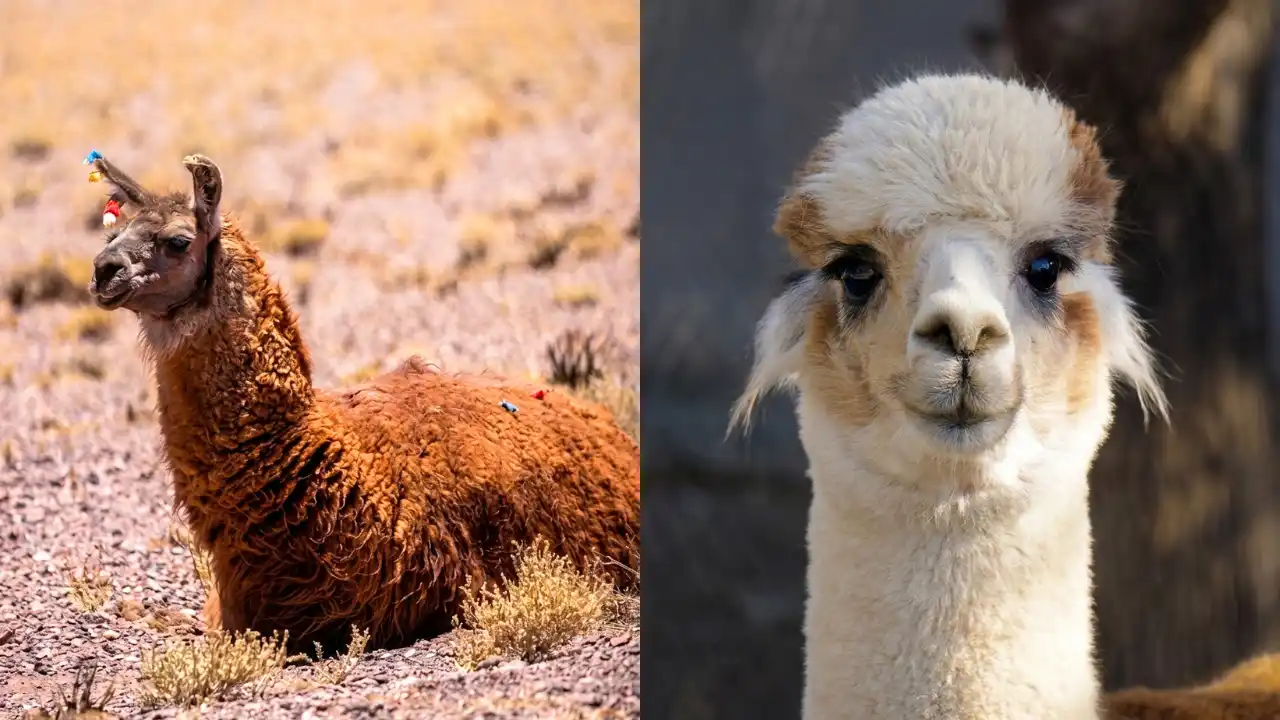 llama alpaca camélidos andinos Peru