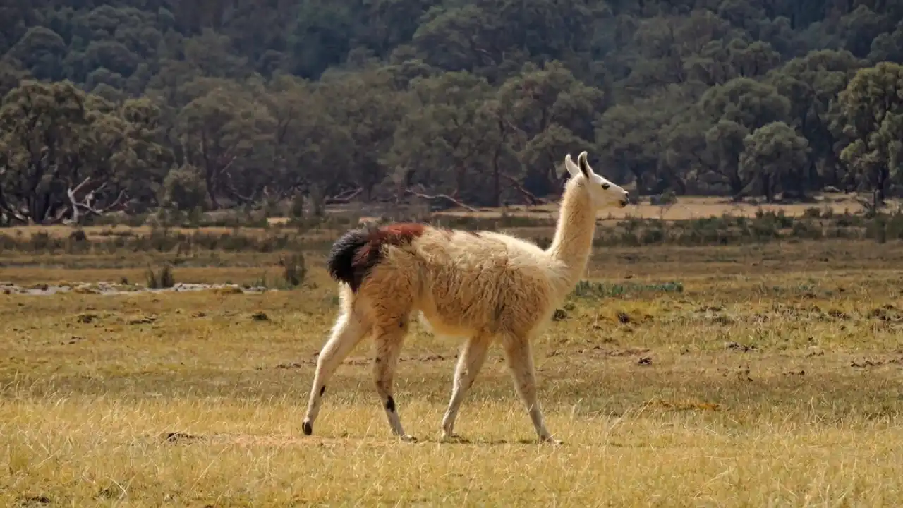 llama pelada altiplano peruano