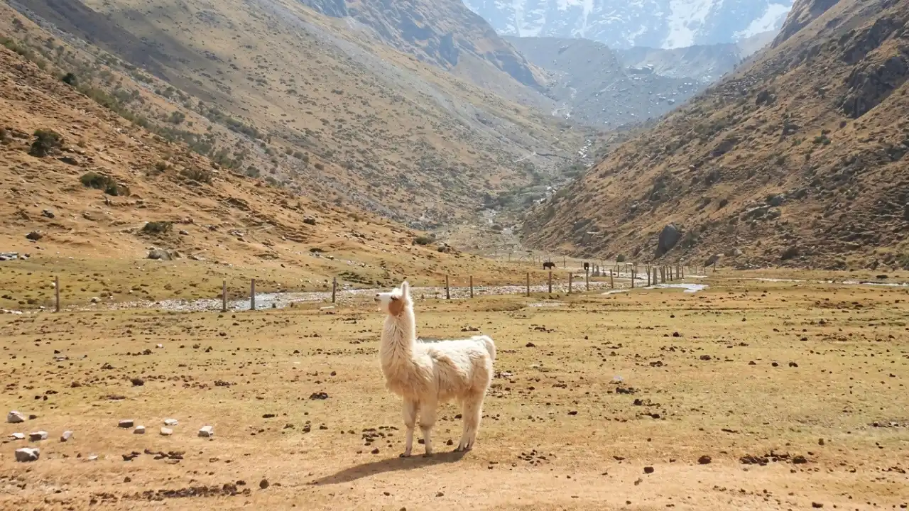 llama camélido sudamericano Perú
