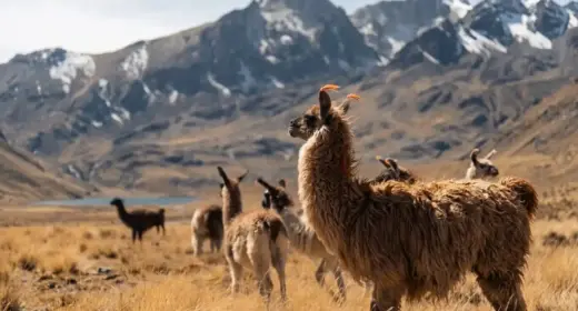 La Llama En Los Andes Peruanos