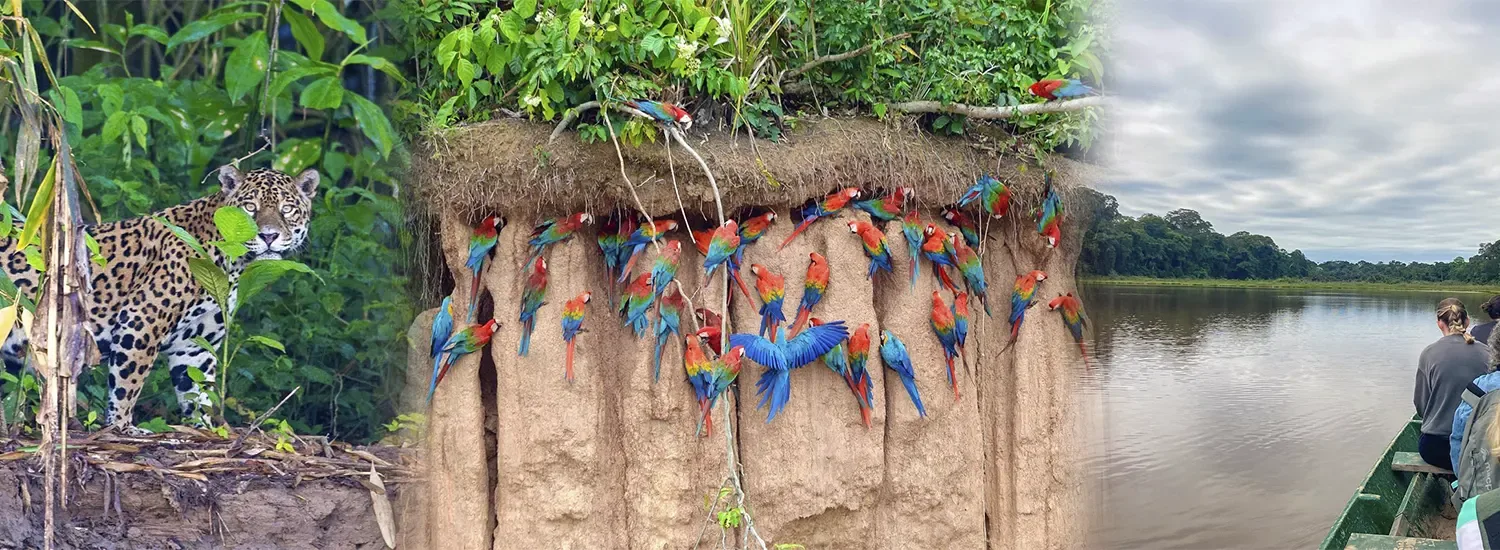 Peruvian jungle tour to Tambopata and Manu with Uros Expeditions, featuring birdwatching and endemic Amazon wildlife experiences