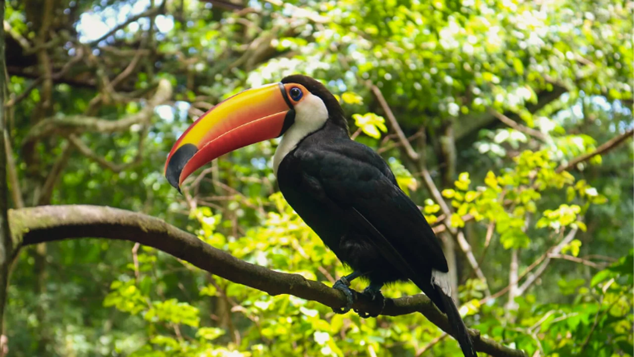 Visitors walk through Pucallpa Natural Park Zoo in 2025